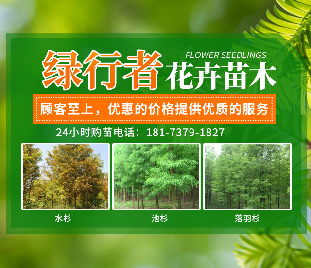 南县绿行者苗木种植有限公司_湖南苗木种植销售|湖南水杉种植销售|湖南池衫种植销售